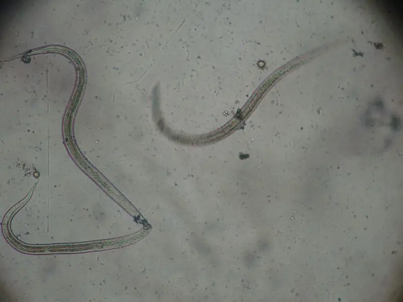 Population genetics of schistosomes and intermediate snail hosts