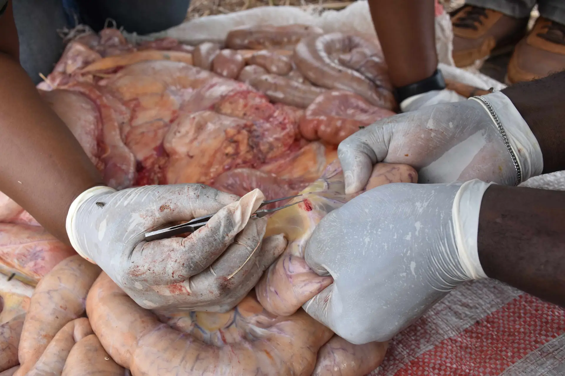Cattle sampling at slaughterhouse (1)