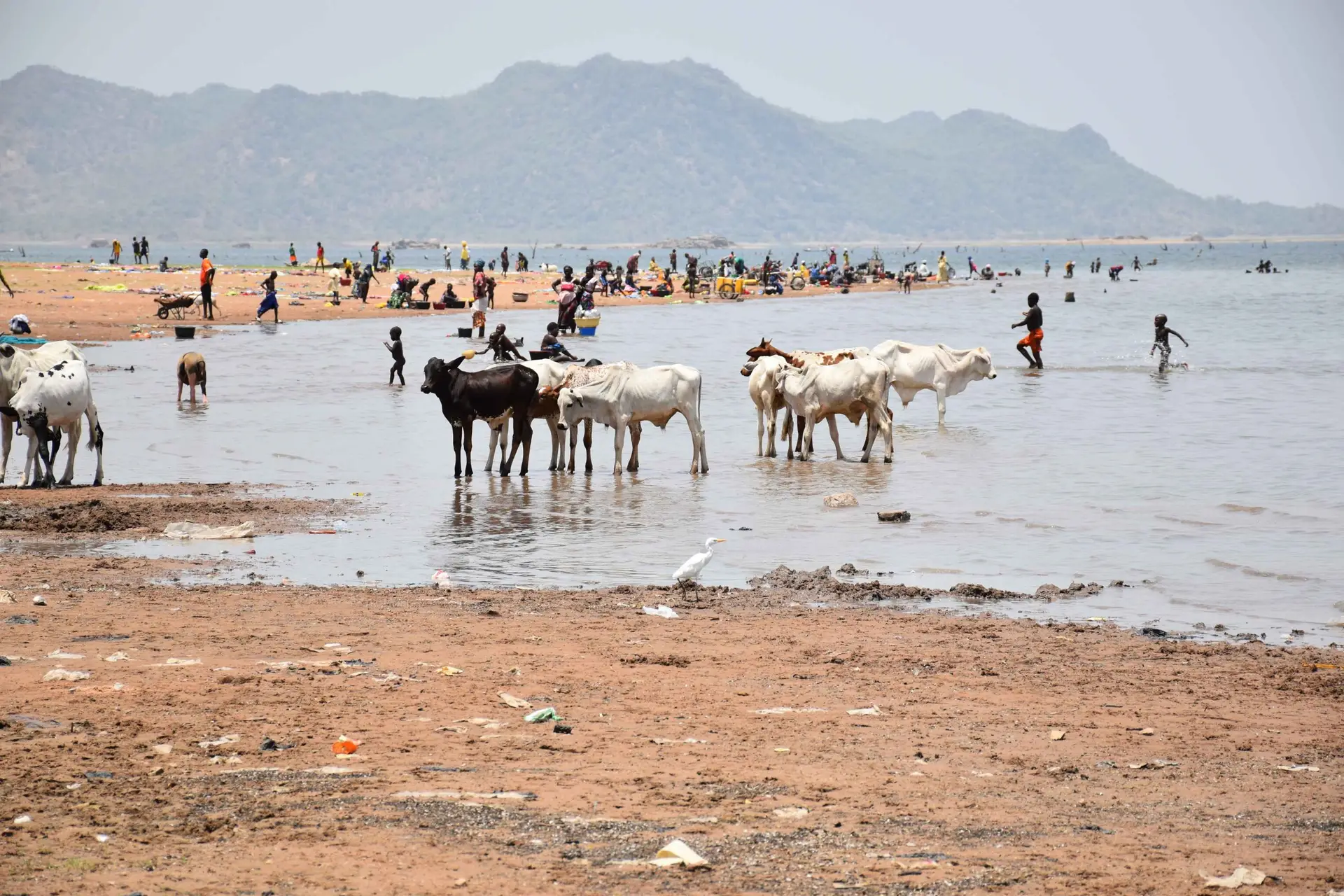 Children and cattle sharing a single water point in Matta, Mape Lake