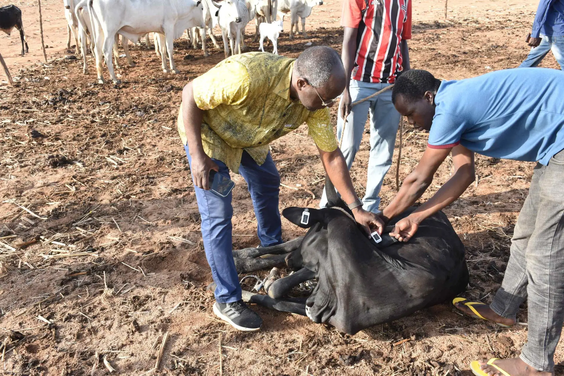 GPS tracking and schistosomiasis (2)