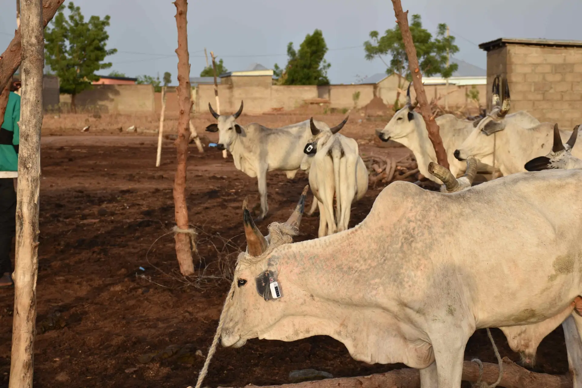 GPS tracking and schistosomiasis (3)