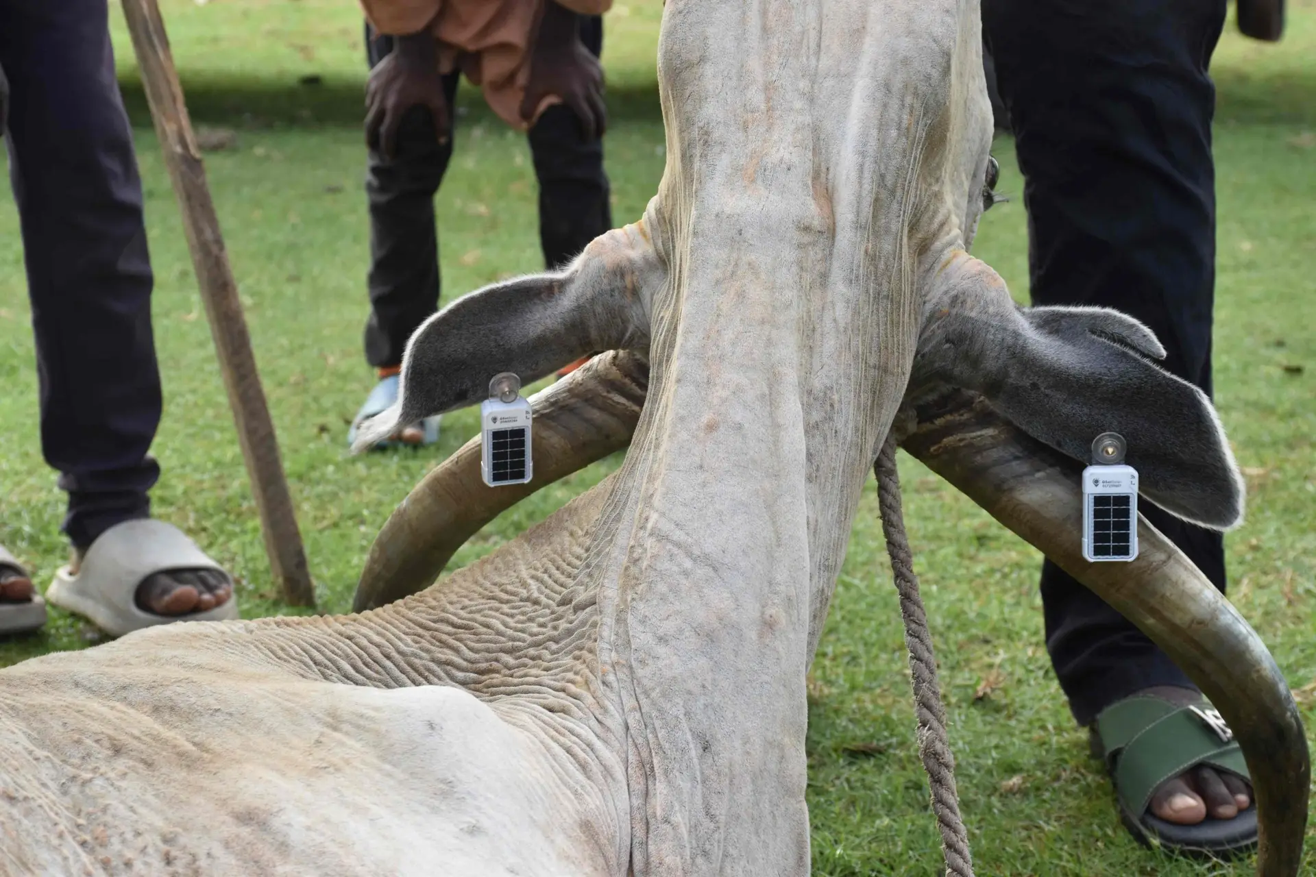 GPS tracking and schistosomiasis (4)