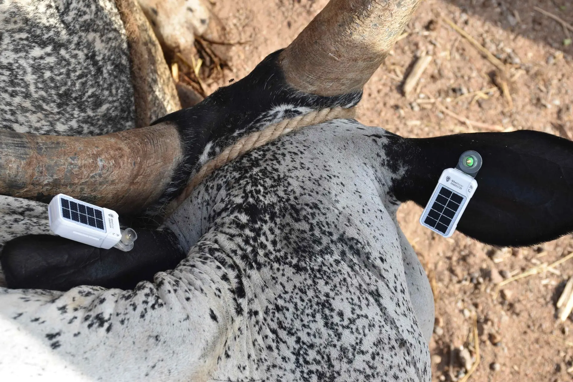GPS tracking and schistosomiasis (5)